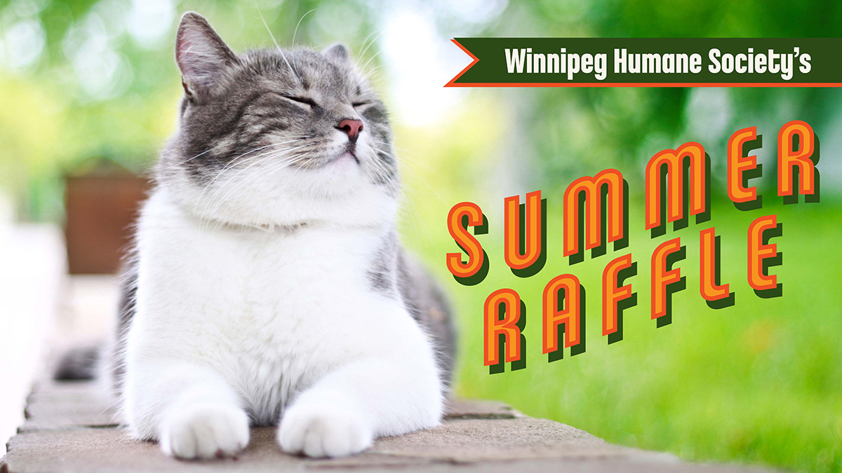 Winnipeg Humane Society's Summer Raffle - Content cat sitting on park bench